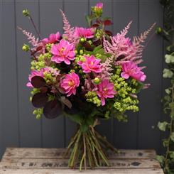 Dahlia Delight
