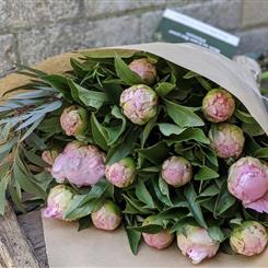 Simply PEONIES