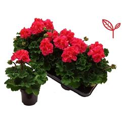 Geranium Hot Pink