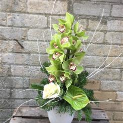 Festive Orchid Arrangement