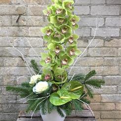 Festive Orchid Arrangement Luxury Size