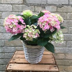 Hydrangea in Basket