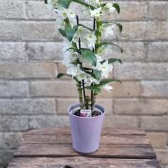 Dendrobium orchid in ceramic pot 