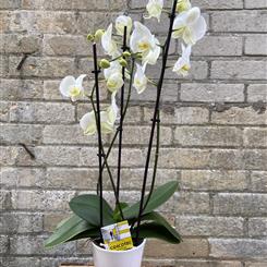 Phalaenopsis Orchid in Ceramic Pot  