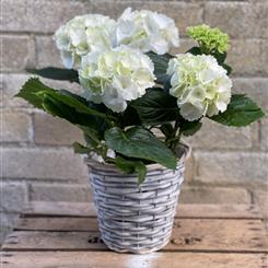 White Hydrangea in Basket