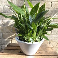 Large Spathiphyllum Planter