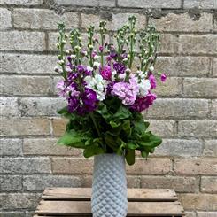 A vase of Scented Stocks