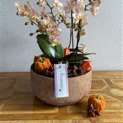 Scented Autumn Orchid Planter 