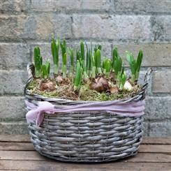 Tete a Tete Wicker Planter