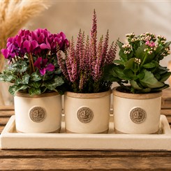 Autumn Planter Trio in Cream
