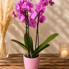 Pink Phalaenopsis Orchid
