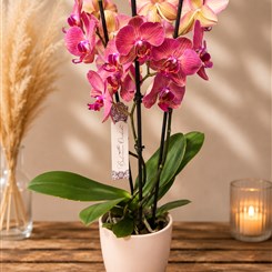 Sunset Phalaenopsis Orchid
