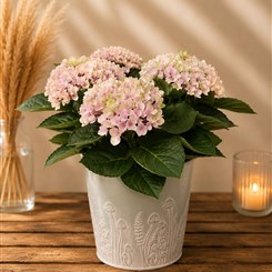 Vintage Blush Hydrangea